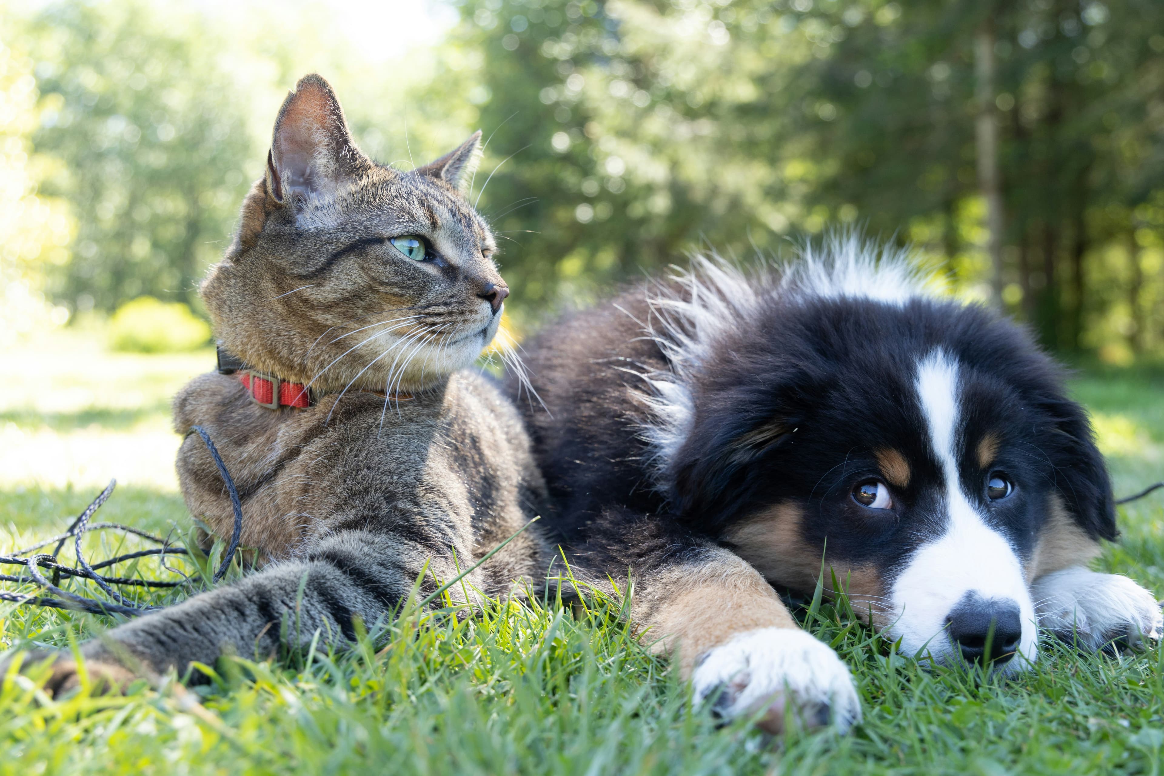 Gato atigrado y cachorro peludo descansando juntos en la hierba de un jardín soleado.