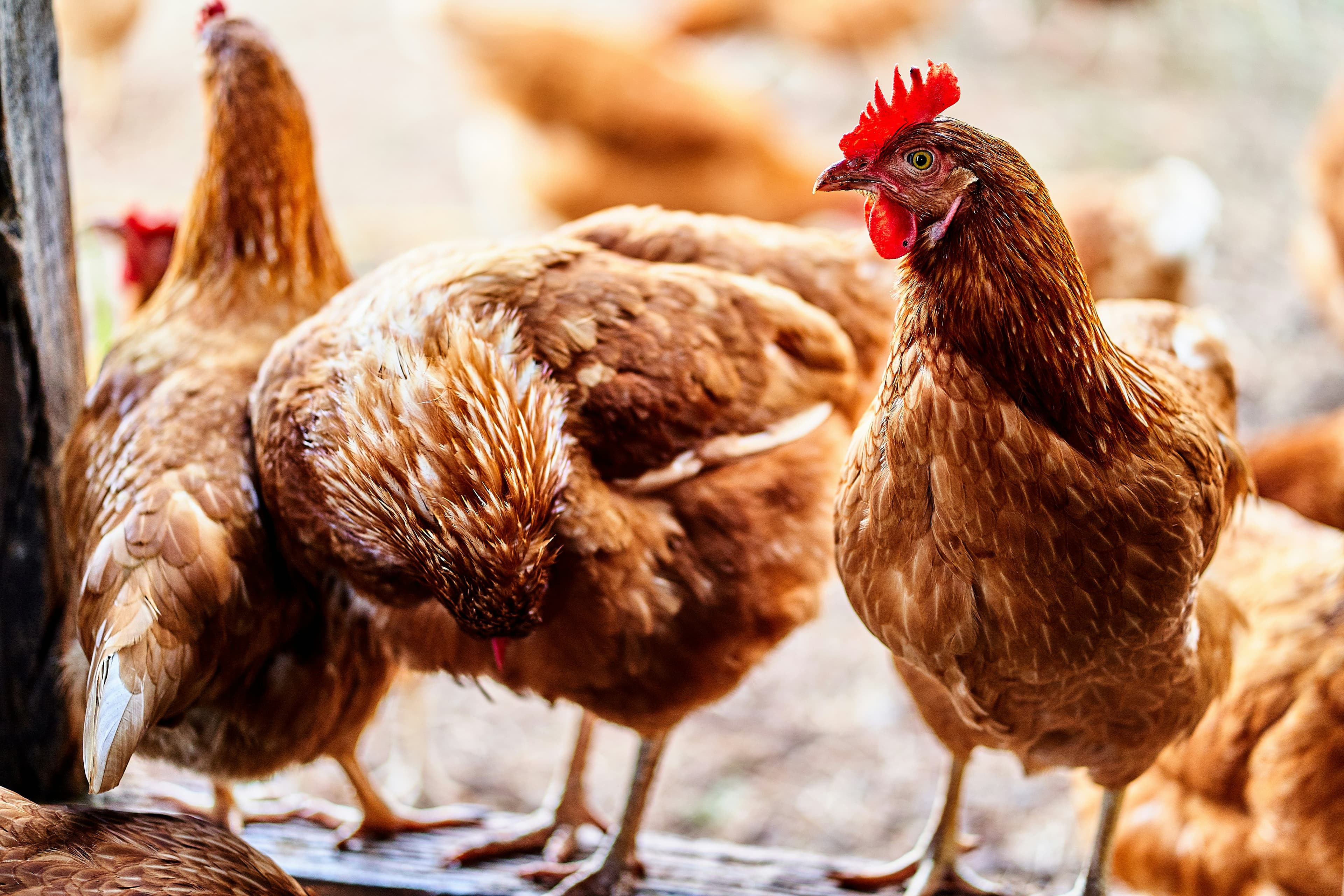 Gallinas marrones en libertad, una mirando a cámara mientras otra se acicala el plumaje.