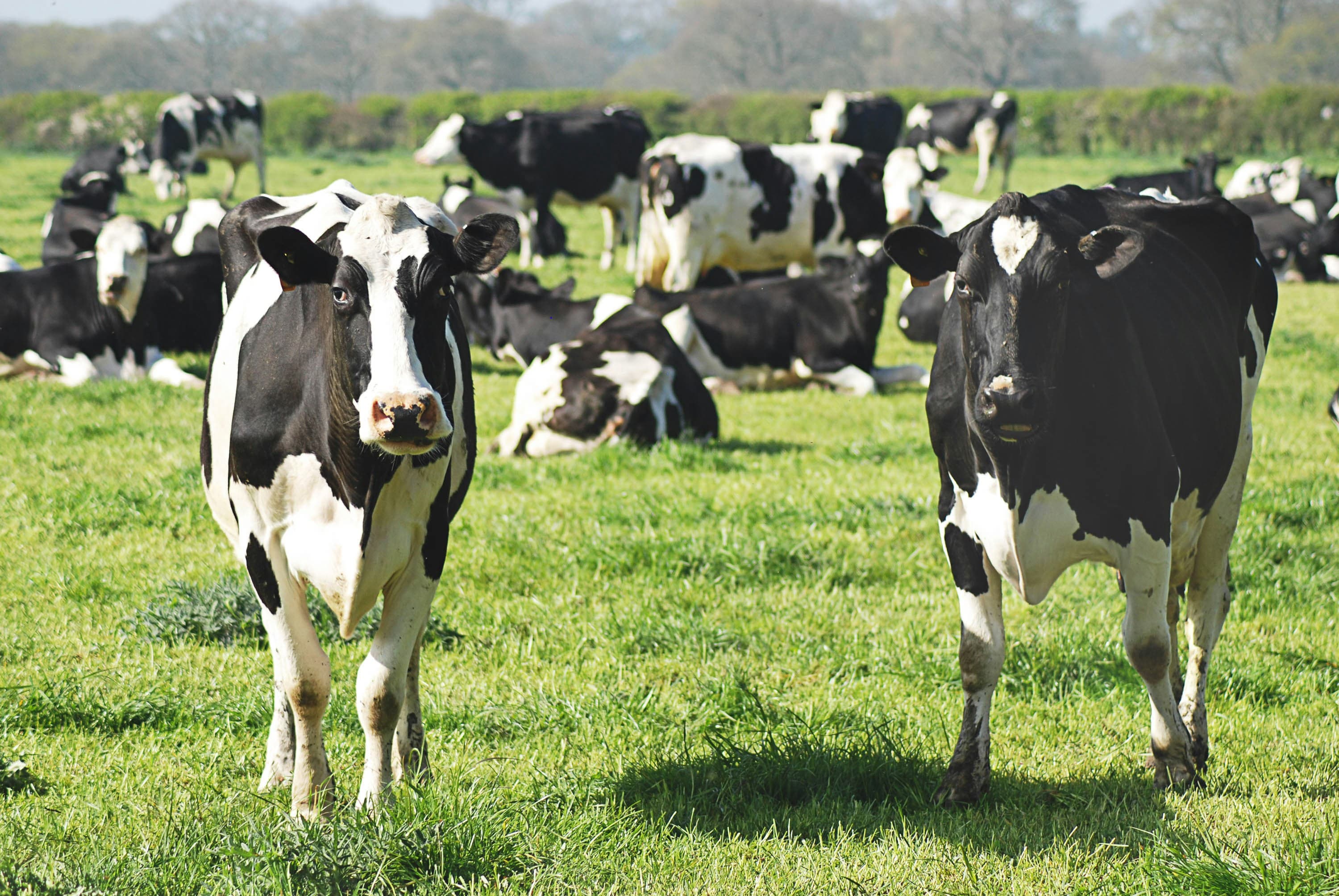 Dos vacas blancas y negras en primer plano mirando a la cámara en un prado.