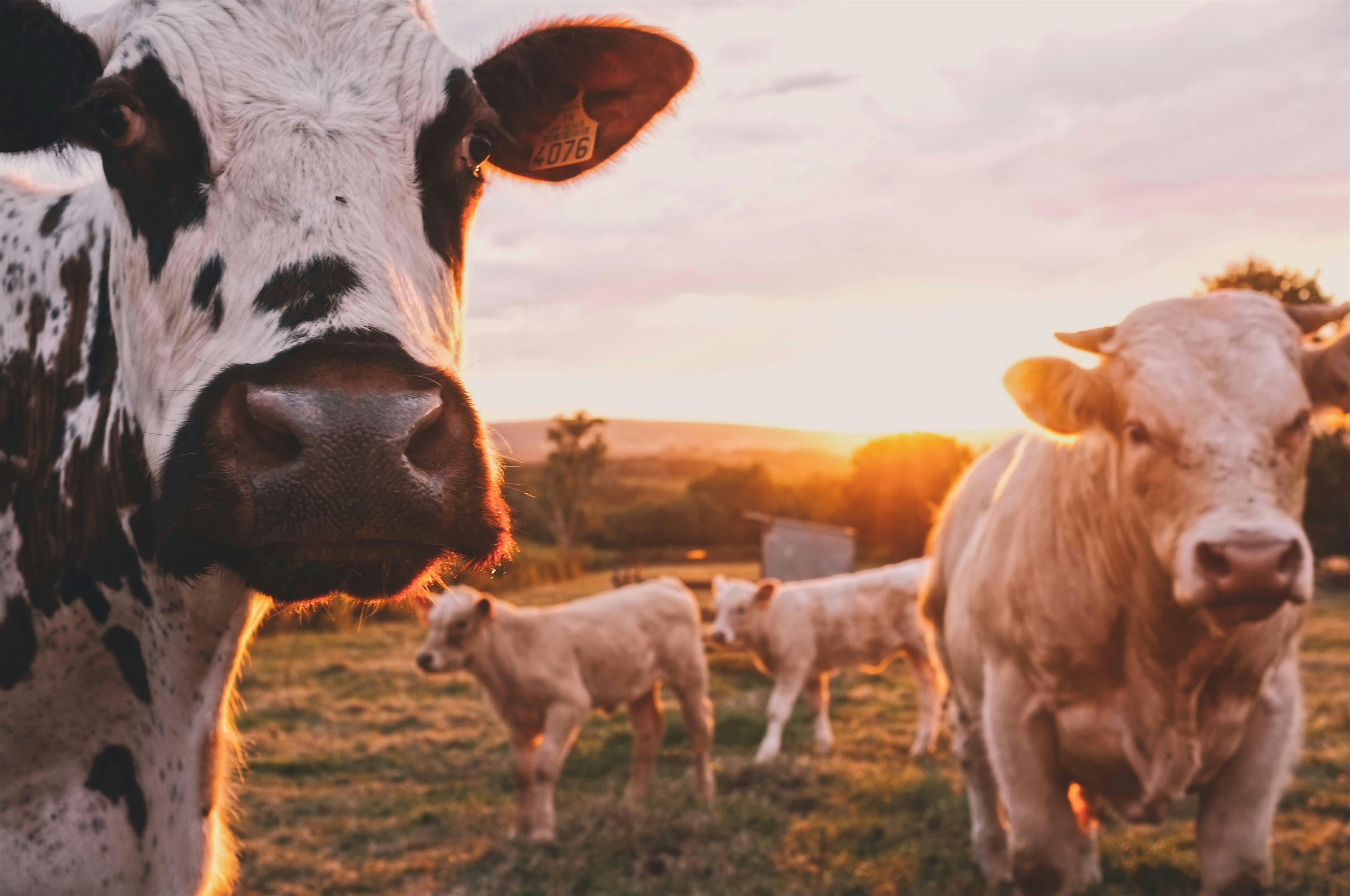 Primer plano de una vaca manchada y ganado en un campo durante un atardecer dorado.
