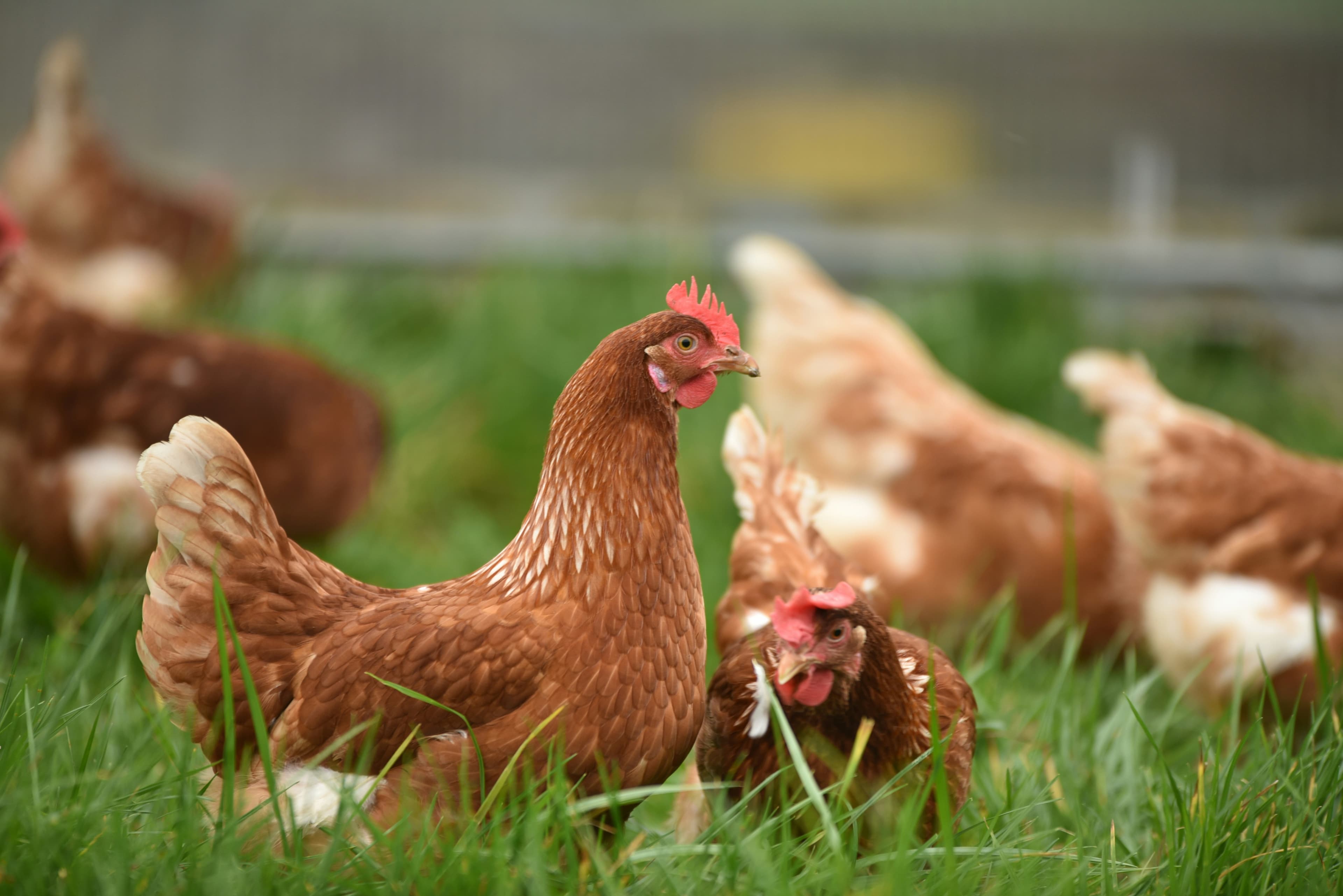 Gallinas marrones en un campo verde, con una gallina enfocada mirando hacia la derecha.